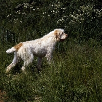 Picture of odivane francesca of nantiderri,   italian spinone in high grass