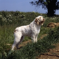 Picture of odivane francesca of nantiderri,   italian spinone looking up