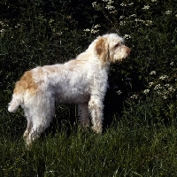 Picture of odivane francesca of nantiderri,   italian spinone