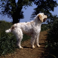 Picture of odivane francesca of nantiderri,   italian spinone on countryside lane