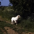 Picture of odivane francesca of nantiderri,   italian spinone with one foot up