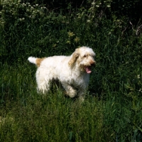 Picture of odivane francesca of nantiderri,   italian spinone walking