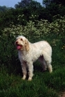 Picture of odivane francesca of nantiderri,   italian spinone looking up