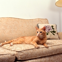 Picture of Ojos Azules on sofa