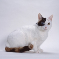 Picture of Ojos Azules on white background, looking away