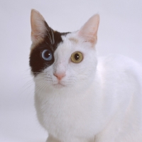 Picture of Ojos Azules on white background, portrait