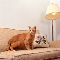 Picture of Ojos Azules standing on sofa
