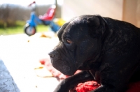 Picture of old black brindle cane corso resting outside