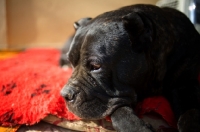 Picture of old black brindle Cane Corso resting on a carpet with a sad look on face