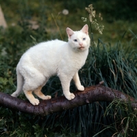 Picture of old blue eyed white short hair cat