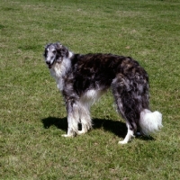 Picture of old borzoi