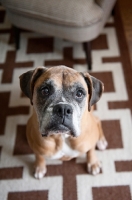 Picture of old boxer looking up