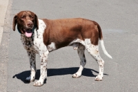 Picture of old danish pointing dog (aka Gammel Dansk Honsehond) 