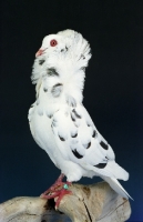 Picture of Old Dutch Capuchione Black Tiger Pigeon