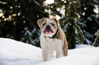 Picture of Old English Bulldog front view in winter