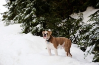 Picture of Old English Bulldog in snow
