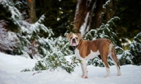 Picture of Old English Bulldog in winter