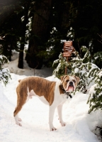 Picture of Old English Bulldog in winter