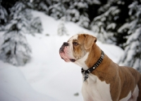 Picture of Old English Bulldog in winter