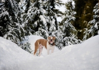 Picture of Old English Bulldog in winter