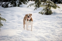 Picture of Old English Bulldog in winter