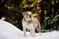 Picture of Old English Bulldog in winter