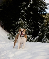 Picture of Old English Bulldog in winter