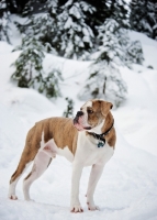 Picture of Old English Bulldog in winter