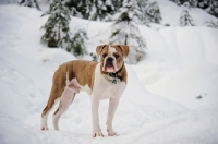 Picture of Old English Bulldog in winter