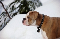 Picture of Old English Bulldog looking ahead