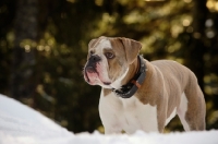 Picture of Old English Bulldog looking away