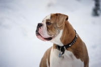 Picture of Old English Bulldog portrait