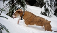 Picture of Old English Bulldog running through snow