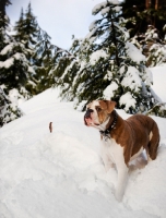 Picture of Old English Bulldog standing in snow