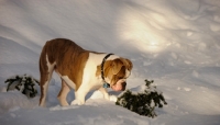 Picture of Old English Bulldog standing in snow