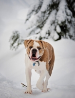 Picture of Old English Bulldog walking in winter