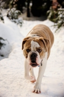 Picture of Old English Bulldog walking on snow