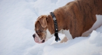 Picture of Old English Bulldog walking through snow