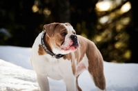 Picture of Old English Bulldog