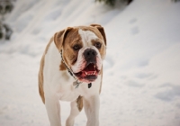 Picture of Old English Bulldog