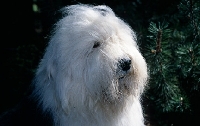 Picture of old english sheepdog,  galumphing tails i win for tailormade (ahab),  portrait