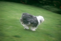 Picture of old english sheepdog galloping at full tilt