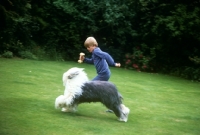 Picture of old english sheepdog galloping with boy