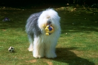 Picture of old english sheepdog, galumphing tails i win for tailormade (ahab), holding a toy