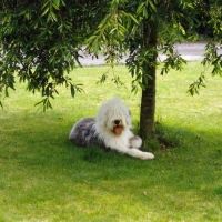 Picture of old english sheepdog lying on grass under a tree