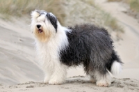 Picture of Old English Sheepdog near dunes