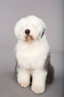 Picture of Old English Sheepdog (OES) on grey background