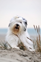 Picture of Old English Sheepdog on the beach