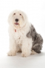 Picture of Old English Sheepdog on white background