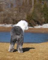 Picture of Old English Sheepdog outdoors